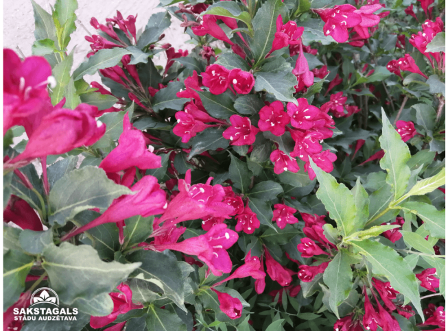 Weigela   'Bristol Ruby'